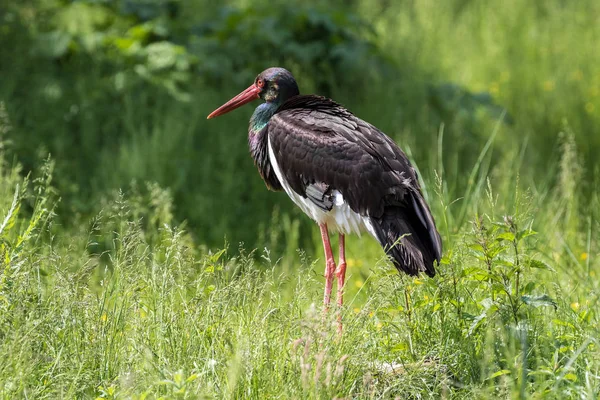 Svart stork, Ciconia nigra i en tysk naturpark — Stockfoto