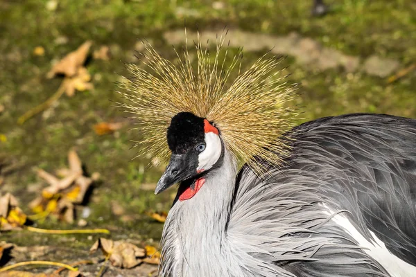 Černý jeřáb, Balearica pavonina v zoo — Stock fotografie