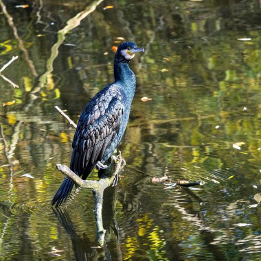 Büyük karabatak, Phalacrocorax carbo onun tüyleri kurutma.