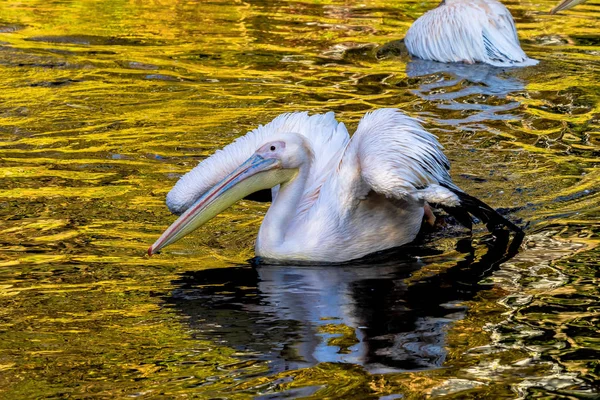 Большой белый пеликан, Pelecanus onocrotalus в зоопарке — стоковое фото