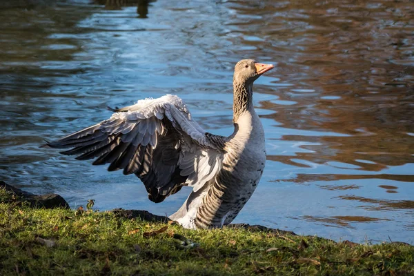 The greylag goose, Anser anser is a species of large goose — Stock Photo, Image