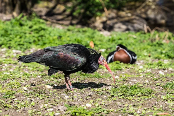 Kuzey kel aynak Geronticus eremita Hayvanat Bahçesi — Stok fotoğraf