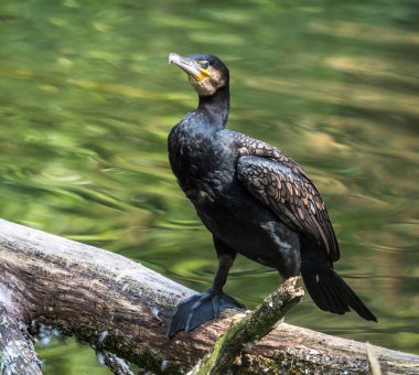 Büyük karabatak, Phalacrocorax carbo onun tüyleri kurutma.