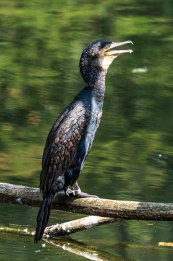 Büyük karabatak, Phalacrocorax carbo onun tüyleri kurutma.