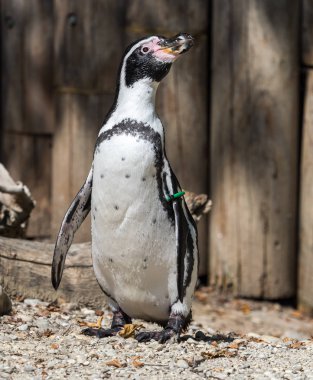 Humboldt pengueni, Spheniscus humboldti Hayvanat Bahçesi