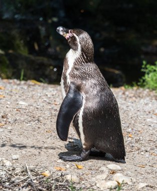 Humboldt pengueni, Spheniscus humboldti Hayvanat Bahçesi