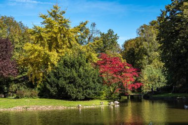 Bar başlı kaz, Münih'te İngiliz Bahçesi görüldüğü Anser indicus