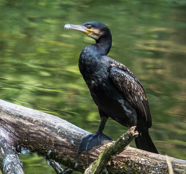 El gran cormorán, Phalacrocorax carbo secando sus plumas . — Foto de Stock