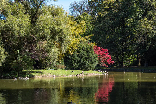 The bar-headed goose, Anser indicus seen in English Garden in Munich