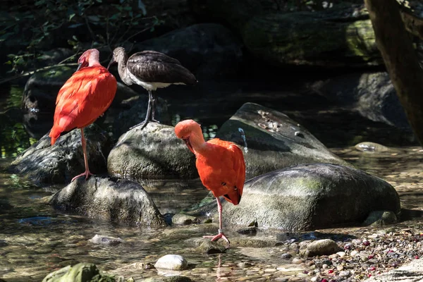 Scarlet ibis, Eudocimus ruber. Animais selvagens no zoológico — Fotografia de Stock