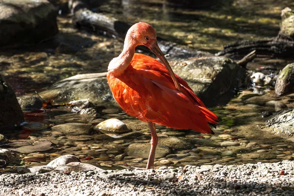 Scarlet ibis, Eudocimus ruber. Animais selvagens no zoológico — Fotografia de Stock