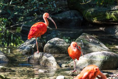 Kızıl aynak Eudocimus ruber. Yaban hayatı hayvan hayvanat bahçesi