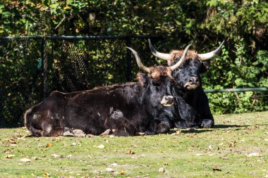 Heck sığır, Bos primigenius Toros veya yaban öküzü Hayvanat Bahçesi