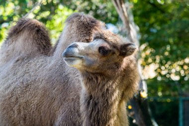 Bactrian deve, Camelus bactrianus Alman bir hayvanat bahçesi