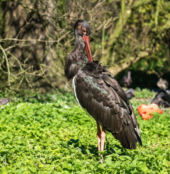 Svart stork, Ciconia nigra i en tysk naturpark — Stockfoto