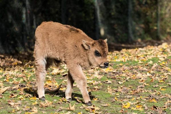 Heck крупный рогатый скот, Bos primigenius taurus или туров в зоопарке — стоковое фото