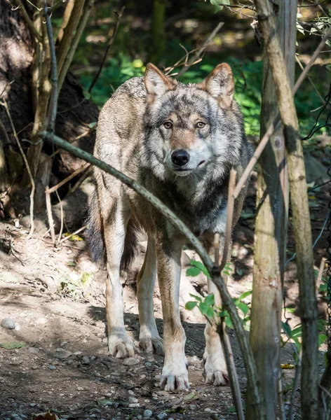 Europäischer Grauwolf, Canis lupus im Zoo — Stockfoto