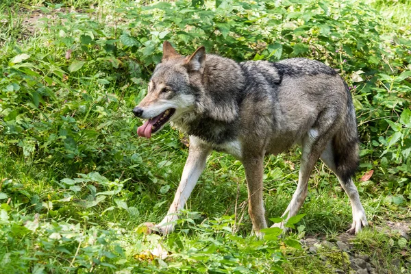 Lobo gris europeo, Canis lupus en el zoológico — Foto de Stock