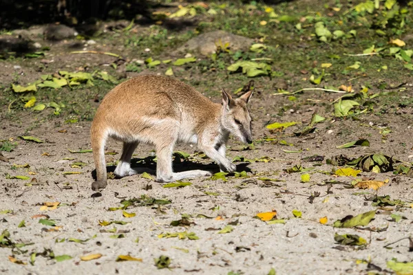 El wallaby ágil, Macropus agilis también conocido como el wallaby arenoso — Foto de Stock