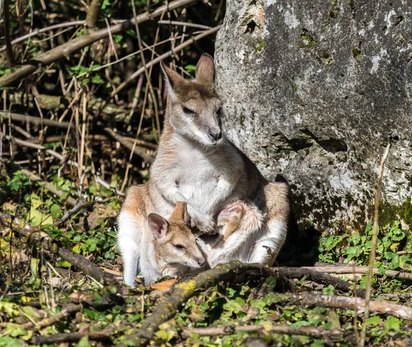 アジャイルのワラビー、カンガール agilis として知られている砂のワラビー — ストック写真