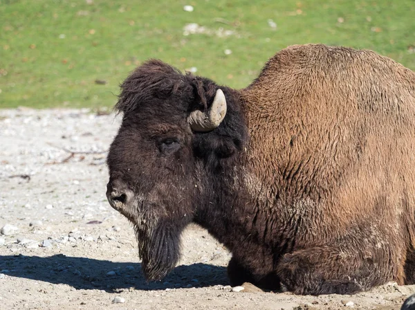 Búfalo americano conocido como bisonte, Bos bisonte en el zoológico — Foto de Stock