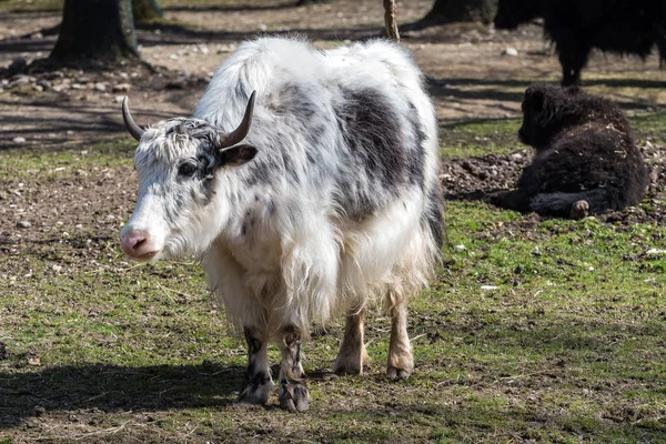 Yerli Yak, Bos mutus grunniens Hayvanat Bahçesi — Stok fotoğraf