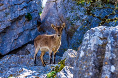 İspanyol Ibex, Torcal de Antequera Ulusal Parkı'ndaki Capra pyrenaica, İspanya