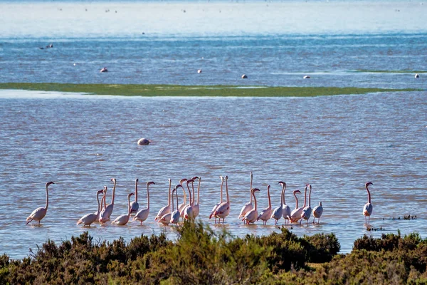 Büyük Flamingolar Içinde Lagoon Fuente de Piedra, Endülüs, İspanya — Stok fotoğraf