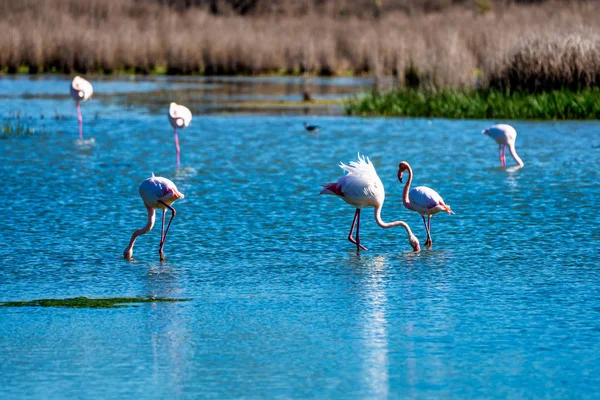 Büyük Flamingolar Içinde Lagoon Fuente de Piedra, Endülüs, İspanya — Stok fotoğraf