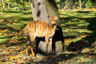 Nyala antilop - yayılım gösterir: angasii. Vahşi yaşam hayvan.