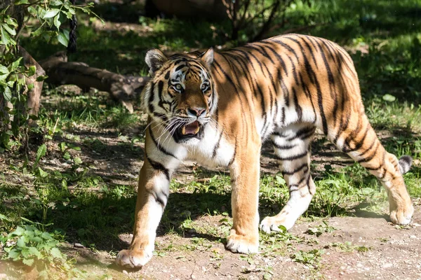 Den sibiriska tigern, Panthera tigris altaica i djurparken — Stockfoto