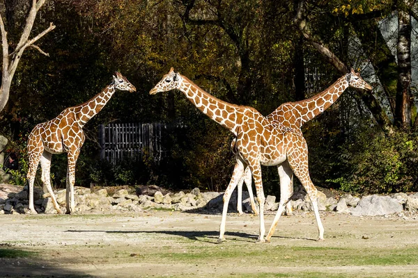 Zürafa, zürafa zürafa Afrika bir memeli olduğu