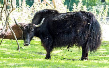 Yerli Yak, Bos mutus grunniens Hayvanat Bahçesi