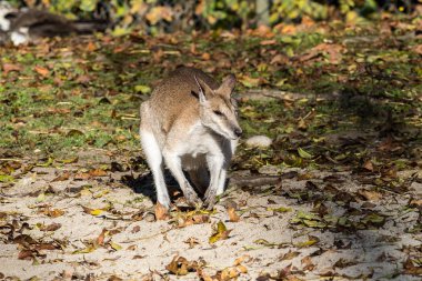 Çevik kanguru, Macropus agilis olarak da bilinen kumlu kanguru