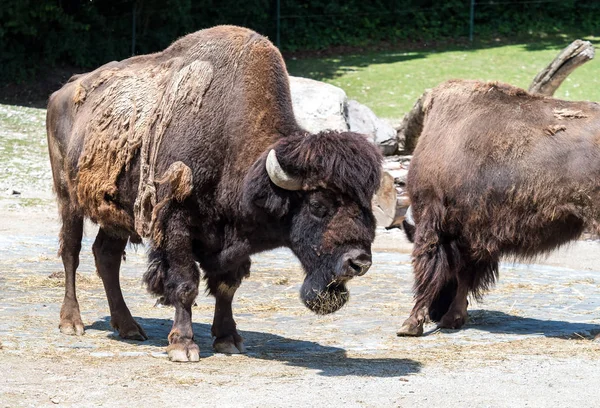 Búfalo americano conocido como bisonte, Bos bisonte en el zoológico — Foto de Stock