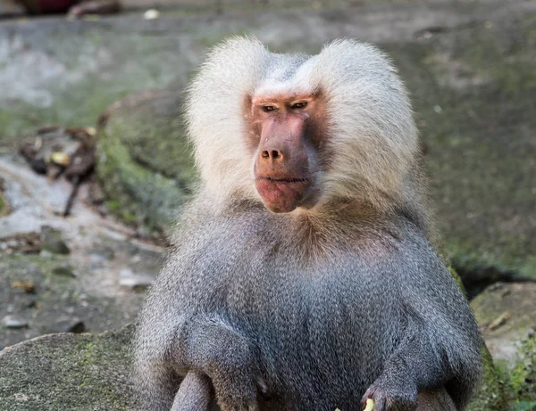 Papio hamadryas é uma espécie de babuíno do gênero "Papio" — Fotografia de Stock