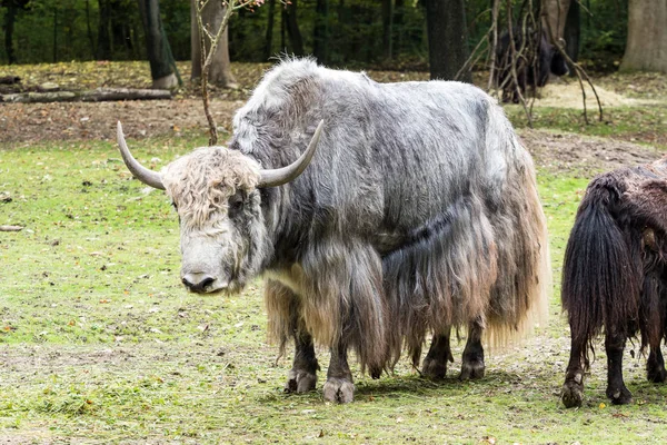 O Yak doméstico, Bos mutus grunniens no zoológico — Fotografia de Stock