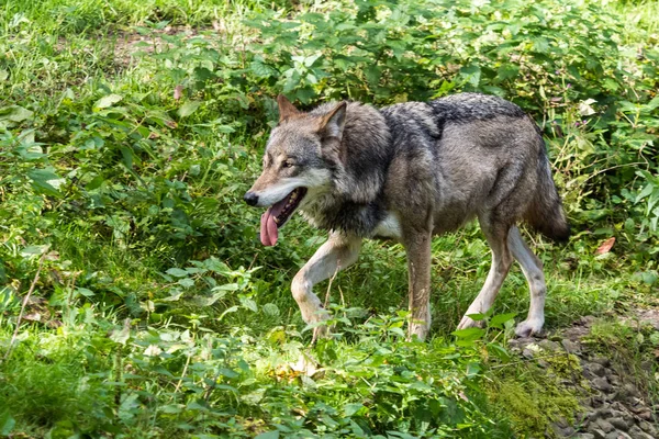 Evropská Grey Wolf, vlk v zoo — Stock fotografie