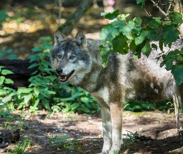 Lobo gris europeo, Canis lupus en el zoológico — Foto de Stock