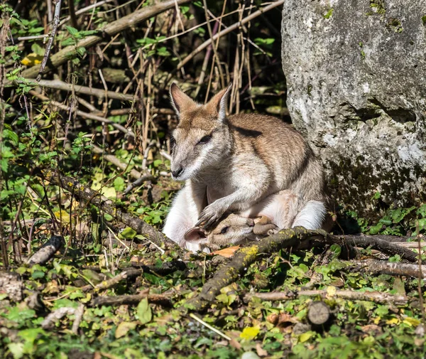 De zandwallabie, Macropus agilis ook bekend als de zandige wallaby — Stockfoto