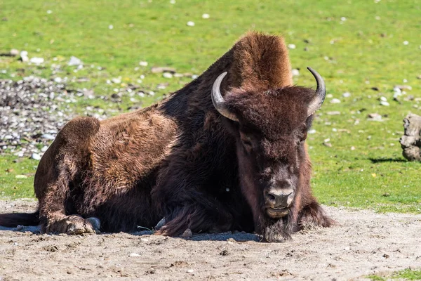 Búfalo americano conocido como bisonte, Bos bisonte en el zoológico — Foto de Stock