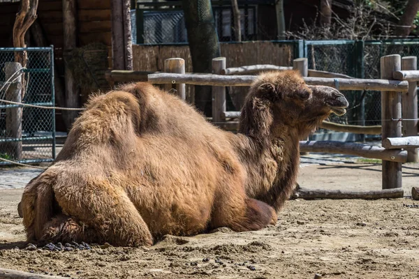 Bactrian camel, Camelus bactrianus w niemieckich zoo — Zdjęcie stockowe