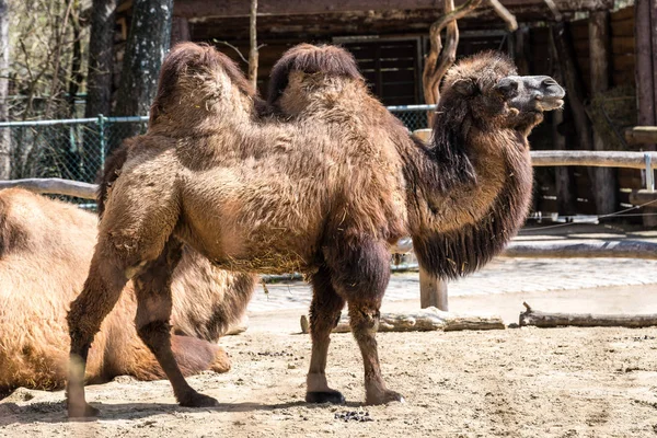 Bactrian camel, Camelus bactrianus w niemieckich zoo — Zdjęcie stockowe