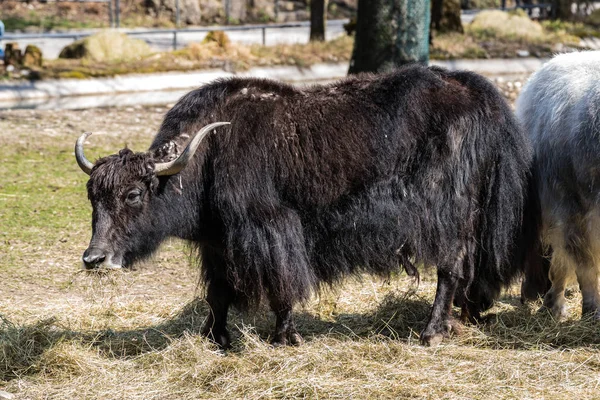 Der heimische Yak, bos mutus grunniens im Zoo — Stockfoto