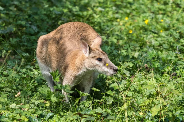 Walabia smukła, agilis Macropus znany również jako piaszczystej wallaby — Zdjęcie stockowe