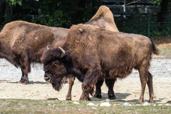 Búfalo americano conocido como bisonte, Bos bisonte en el zoológico — Foto de Stock