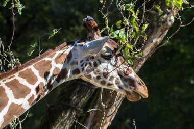 Zürafa, zürafa zürafa Afrika bir memeli olduğu
