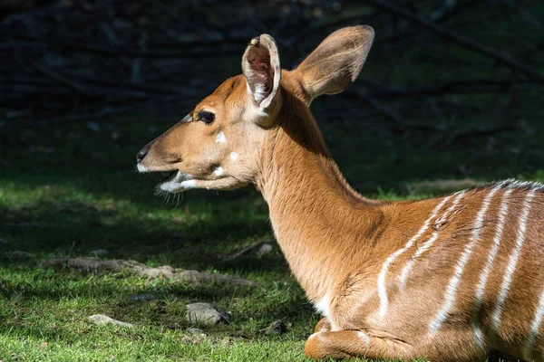 Blackbuck indiano, Antelope cervicapra ou antílope indiano . — Fotografia de Stock