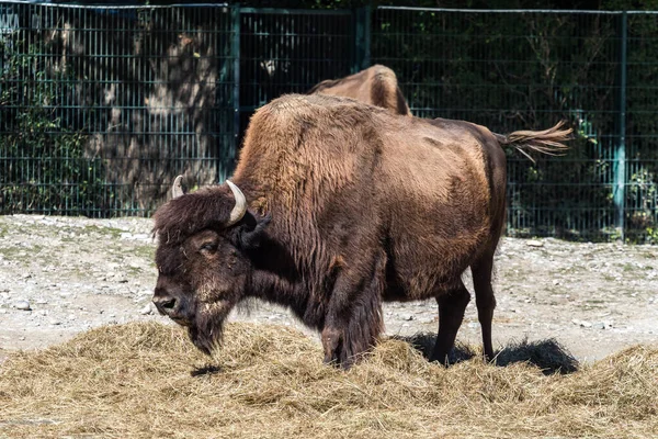 Buffle américain connu sous le nom de bison, Bos bison dans le zoo — Photo