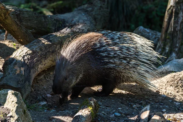 Porcupine à crête indienne, Hystrix indica dans un zoo allemand — Photo